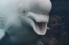 Beluga Whale Photo
