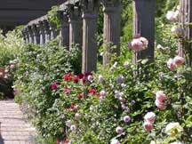 David Austin Rose Garden