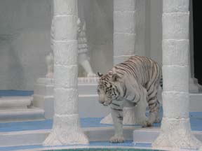 White Tiger Photo
