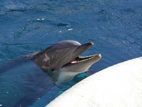 Dolphin Photo
