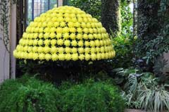 Chrysanthemum Photo