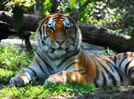 Tiger Photo