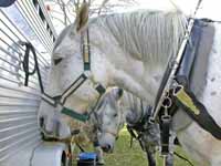 Horse Carriage Photo