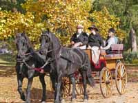 Horse Carriage Photo